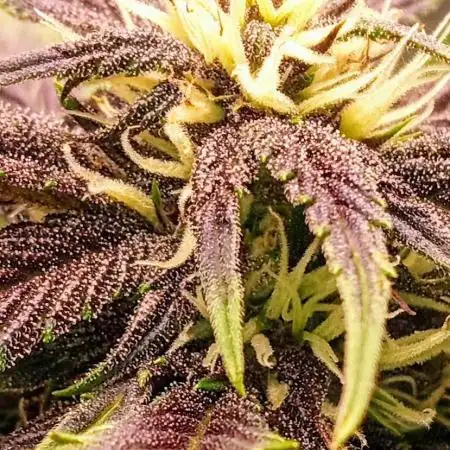 Purple haze