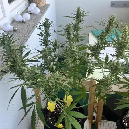 Zweiter Grow Gorilla Zkittelez Outdoor