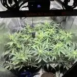 3.Fast Buds Apricot/Purple Lemonade Auto