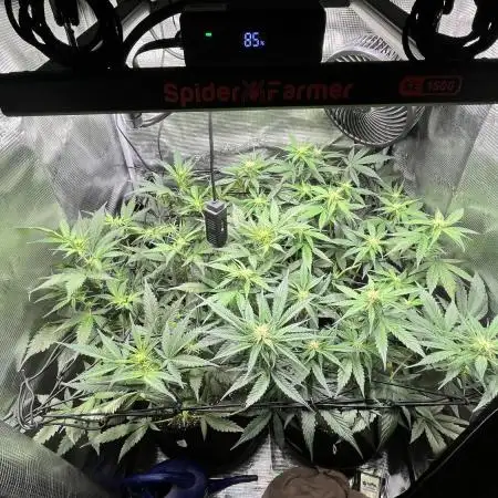 3.Fast Buds Apricot/Purple Lemonade Auto