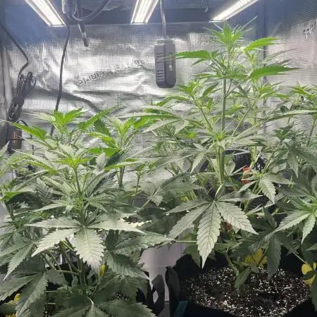 3.Fast Buds Apricot/Purple Lemonade Auto