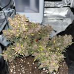 Erster Grow Fast Buds Lemon Cherry Cookies / Guava Auto