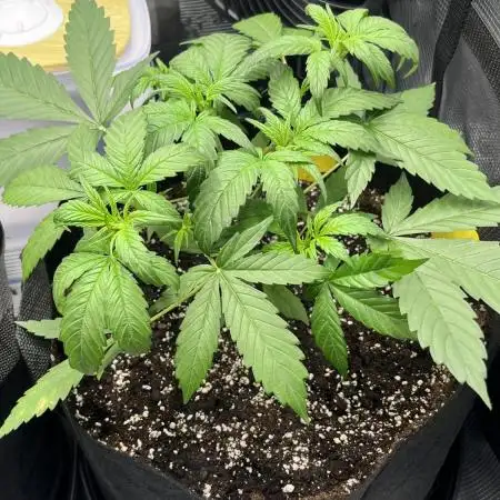 3.Fast Buds Apricot/Purple Lemonade Auto