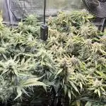 3.Fast Buds Apricot/Purple Lemonade Auto