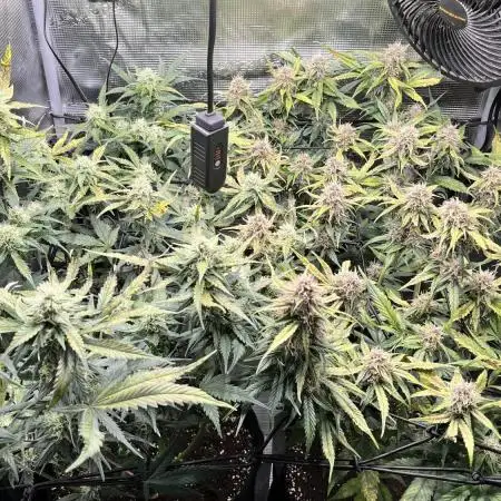 3.Fast Buds Apricot/Purple Lemonade Auto