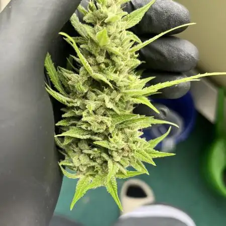 Zweiter Grow Gorilla Zkittelez Outdoor