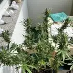 Zweiter Grow Gorilla Zkittelez Outdoor