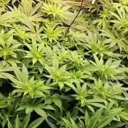 Girls in Flower 8 Girls in a 4*8 tent