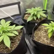 RQS Mimosa Auto