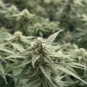 DWC GORILLA COOKIES (FF) By FAST BUDS.