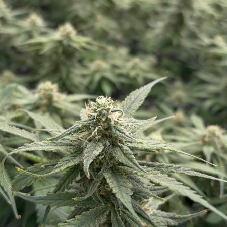 DWC GORILLA COOKIES (FF) By FAST BUDS.
