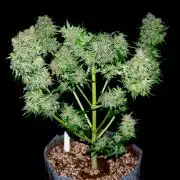 Cino's mixed auto garden