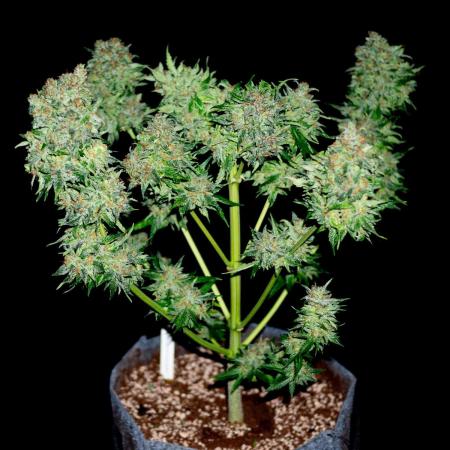 Cino's mixed auto garden