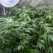 Ayahuasca Purple 3rd and final run