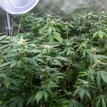 Ayahuasca Purple 3rd and final run