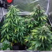 Cino's mixed auto garden