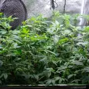 Ayahuasca Purple 3rd and final run