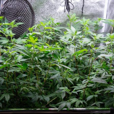 Ayahuasca Purple 3rd and final run