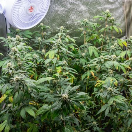 Ayahuasca Purple 3rd and final run