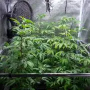 Ayahuasca Purple 3rd and final run