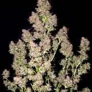 Cino's mixed auto garden