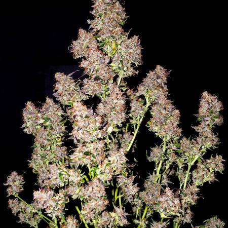 Cino's mixed auto garden