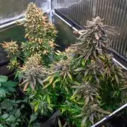 Cino's mixed auto garden