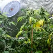 SOG Ayahuasca Purple (CLONES)