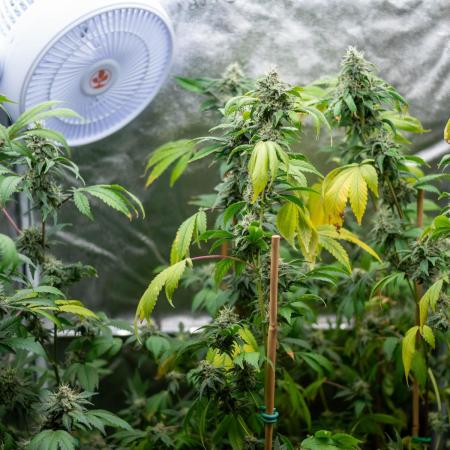 SOG Ayahuasca Purple (CLONES)
