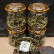 SOG Ayahuasca Purple (CLONES)
