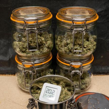 SOG Ayahuasca Purple (CLONES)
