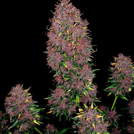 Cino's mixed auto garden