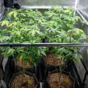 Ayahuasca Purple 3rd and final run