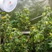 Ayahuasca Purple 3rd and final run