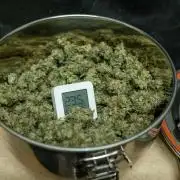 Cino's Ayahuasca Purple