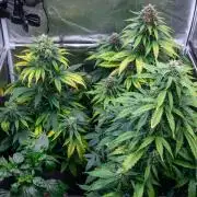 Cino's mixed auto garden