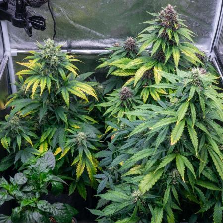 Cino's mixed auto garden