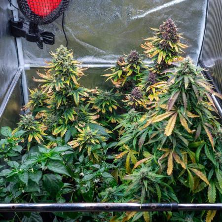 Cino's mixed auto garden