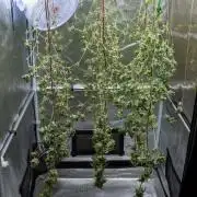 SOG Ayahuasca Purple (CLONES)