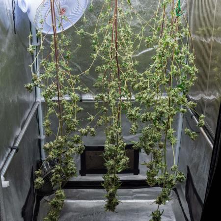 SOG Ayahuasca Purple (CLONES)