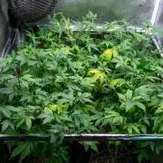 Ayahuasca Purple 3rd and final run