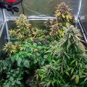Cino's mixed auto garden