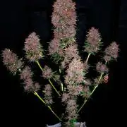 Cino's mixed auto garden