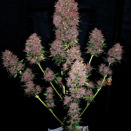 Cino's mixed auto garden