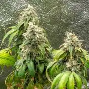 SOG Ayahuasca Purple (CLONES)