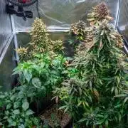 Cino's mixed auto garden