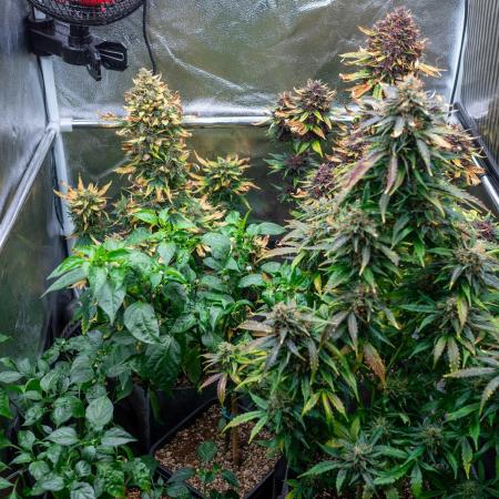 Cino's mixed auto garden