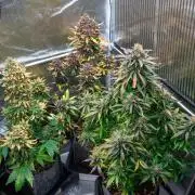 Cino's mixed auto garden