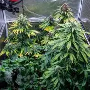 Cino's mixed auto garden
