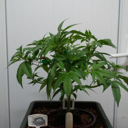 Cino's Tropicana Cookies FF (DWC)